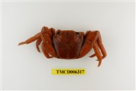 藏品(白紋方蟹)的圖片